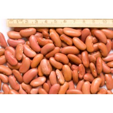 LIGHT RED KIDNEY BEANS